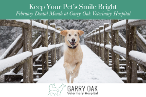 Keep Your Pet’s Smile Bright – February Dental Month at Garry Oak Veterinary Hospital