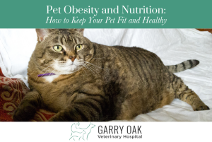 Pet Obesity and Nutrition: How to Keep Your Pet Fit and Healthy