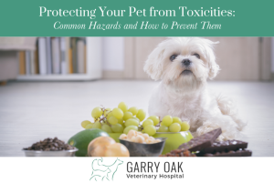 Protecting Your Pet from Toxicities Common Hazards and How to Prevent Them
