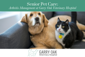 Senior Pet Care Arthritis Management at Garry Oak Veterinary Hospital