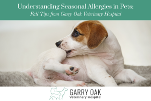 Understanding Seasonal Allergies in Pets Fall Tips from Garry Oak Veterinary Hospital